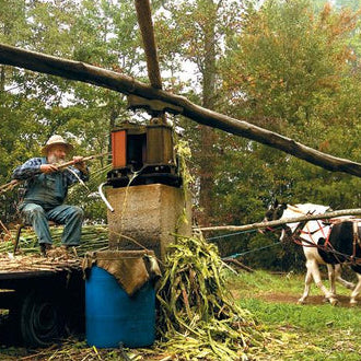 sorghum farmer processing sorghum stalks