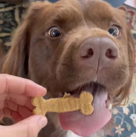 A dog eats a Pumpkin Spice dog treat