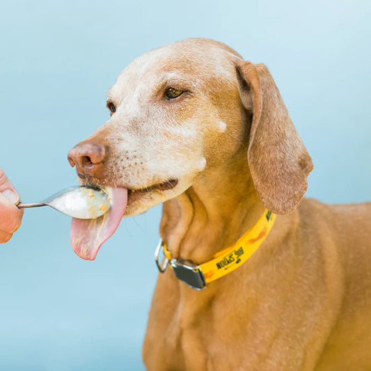 dog licking a spoonful of peanut butter