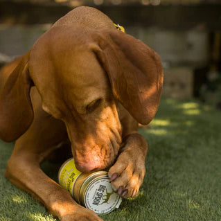 dog licking the jar of Wag Butter