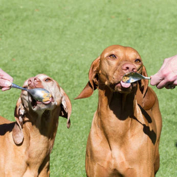 Dogs licking wag butter from spoons