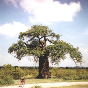 a tree with a deer in front of it