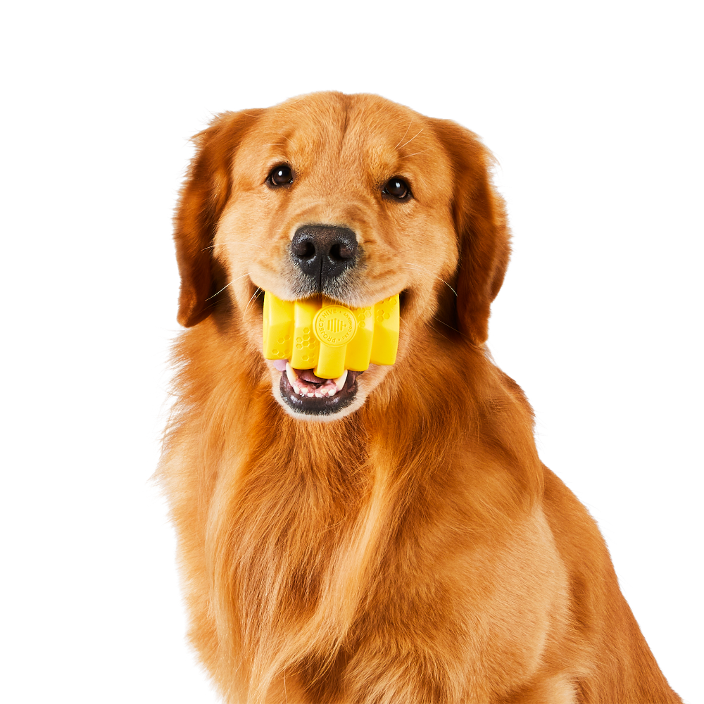 Golden retriever holding a yellow hive pet toy in its mouth